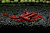 Креветка Blood Mary 